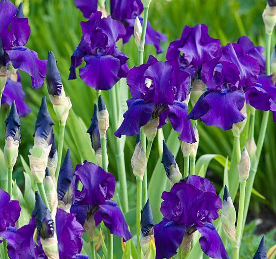 Ирис Германский