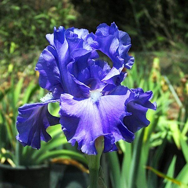 Ирис Германский