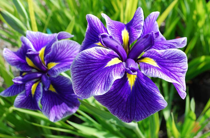 Ирис Японский