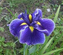 Ирис Японский