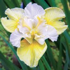 Ирис Сибирский