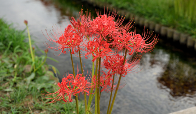 Красный Ликорис 3