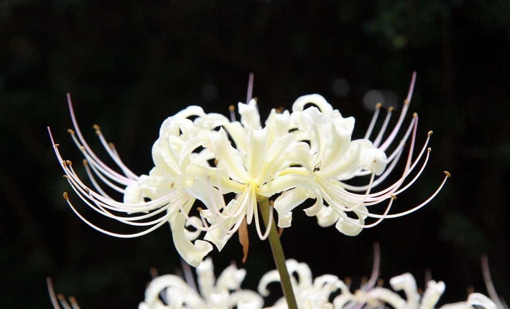 Белый Ликорис 2