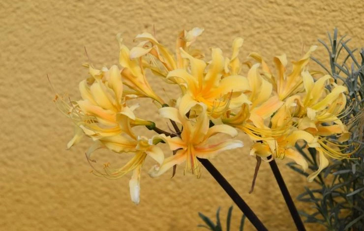 Жёлтый Ликорис 2